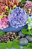 HYDRANGEA MACROPHYLLA ARRANGEMENT