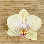 PHALAENOPSIS YELLOW