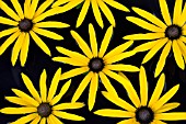 RUDBECKIA GOLDSTURM