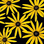 RUDBECKIA GOLDSTURM