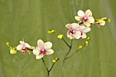 PHALAENOPSIS CANARY