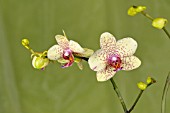 PHALAENOPSIS CANARY