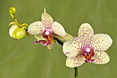 PHALAENOPSIS CANARY