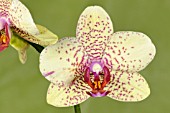 PHALAENOPSIS CANARY