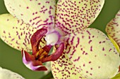 PHALAENOPSIS CANARY