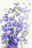 DELPHINIUM