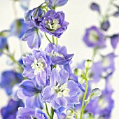 DELPHINIUM