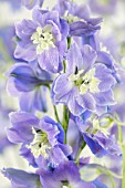 DELPHINIUM