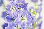 DELPHINIUM