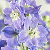 DELPHINIUM