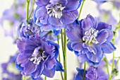 DELPHINIUM