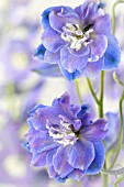 DELPHINIUM