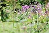 VERBENA BONARIENSIS