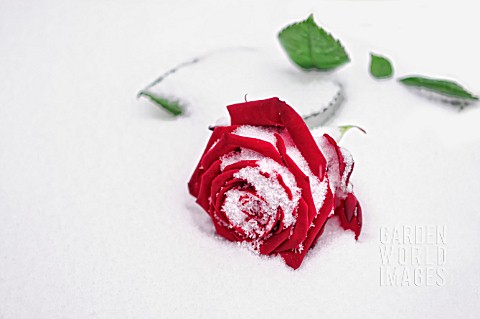 RED_ROSE_IN_THE_SNOW