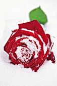 RED ROSE IN THE SNOW