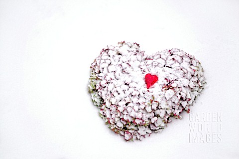 HYDRANGEA_FLOWER_HEART_IN_THE_SNOW