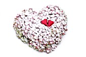 HYDRANGEA FLOWER HEART IN THE SNOW