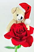 CHRISTMAS BEAR AND A RED ROSE