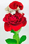 CHRISTMAS BEAR AND A RED ROSE