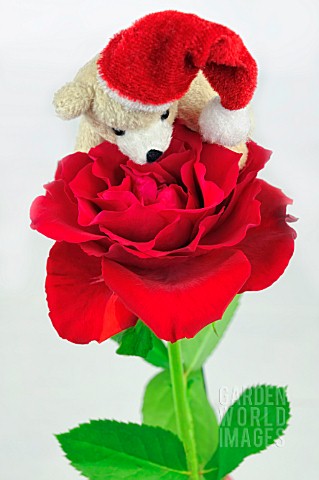 CHRISTMAS_BEAR_AND_A_RED_ROSE