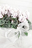 CYCLAMEN PERSICUM