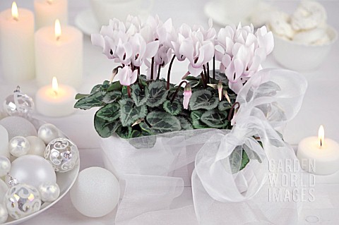 CYCLAMEN_PERSICUM
