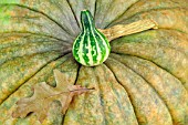 PUMPKINS BIG AND SMALL