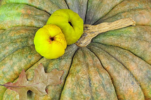 PUMPKINS_AND_QUINCE