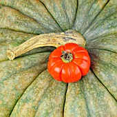 PUMPKIN AND RED EGGPLANT