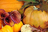 PUMPKINS AND ZANTEDESCHIA