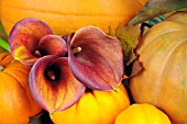 PUMPKINS AND ZANTEDESCHIA