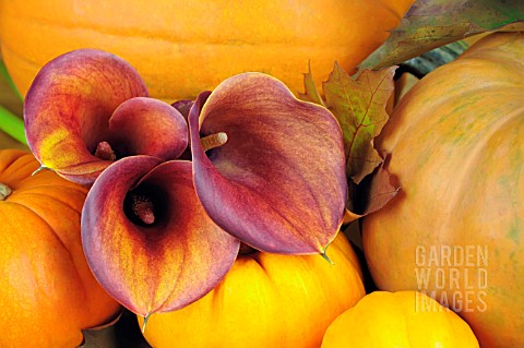 PUMPKINS_AND_ZANTEDESCHIA