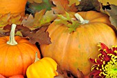 PUMPKINS AND CHRYSANTHEMUMS