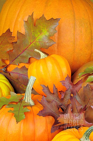 PUMPKINS_AND_AUTUMN_LEAVES