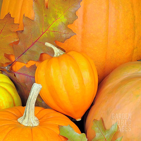 PUMPKINS_AND_AUTUMN_LEAVES