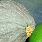 CUCURBITA MAXIMA ZAPALLO PLOMO