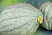 CUCURBITA MAXIMA ZAPALLO PLOMO