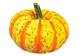 GOURD