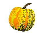 GOURD