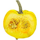 GOURD