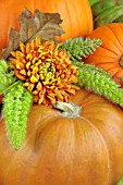 PUMPKINS AND CHRYSANTHEMUMS