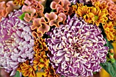 CHRYSANTHEMUMS AND CELOSIA ARRANGEMENT