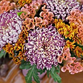 CHRYSANTHEMUMS AND CELOSIA ARRANGEMENT