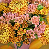 CHRYSANTHEMUMS AND CELOSIA ARRANGEMENT