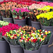 MIXED BUNCHES OF ROSES