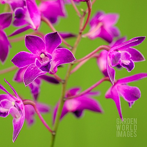 DENDROBIUM_BERRY_ODA