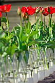 TULIPS IN BOTTLES