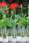 TULIPS IN BOTTLES