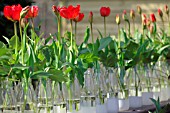 TULIPS IN BOTTLES