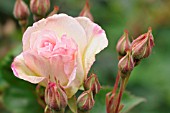 ROSA AMBRIDGE ROSE